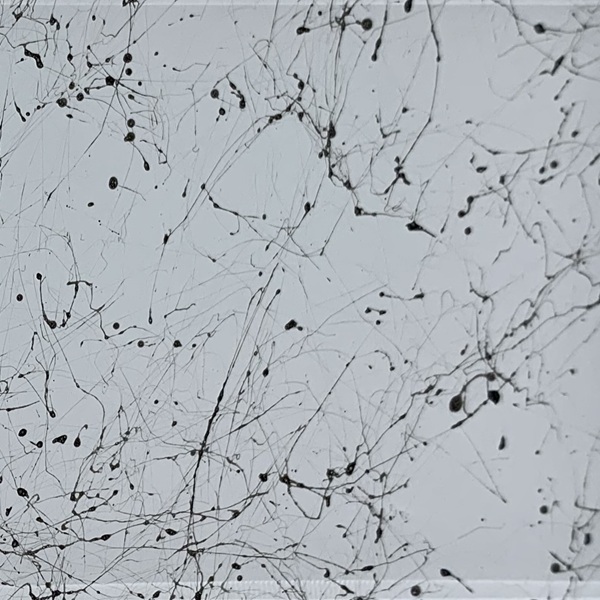 Cobweb Colour - White & Black
